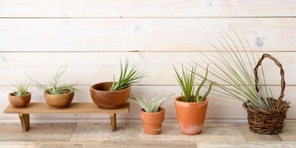 row of potted plants